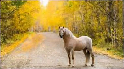 Combien de muscles a un cheval ?