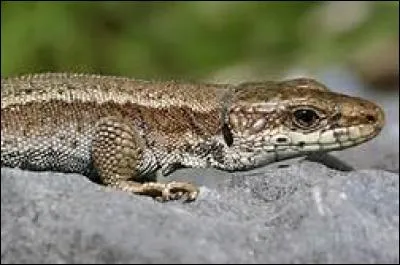 La queue du lézard détachée repoussera-t-elle ensuite ?