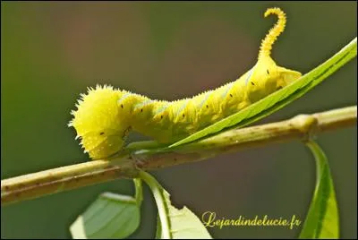 Ca donne un aspect respectable !