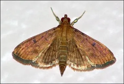 Les papillons de nuit chantent.