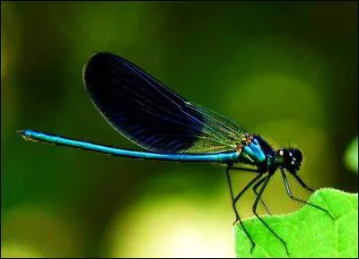 La demoiselle possède deux ailes contrairement à la libellule qui en a quatre.