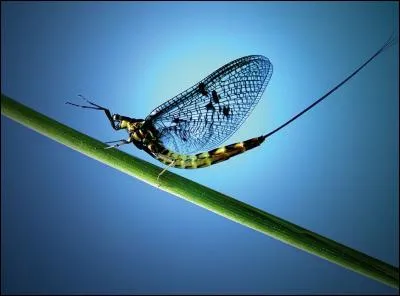 L'éphémère est appelé ainsi car sa vie au stade adulte ne dure qu'une journée ou deux.