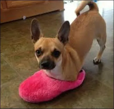 Comment appelle-t-on un chien sans patte ?