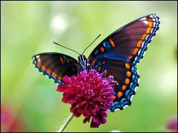 La larve du papillon est un asticot.