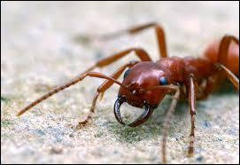 La fourmi ayant vécu le plus longtemps avait 14 ans.