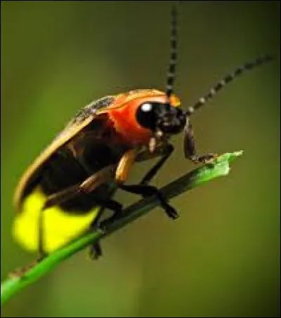 Les ufs et les larves d'une luciole peuvent émettre de la lumière.