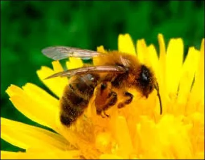 La majorité des abeilles ne produisent pas de miel.