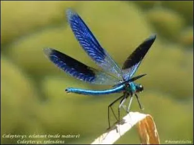 Les libellules sont herbivores.