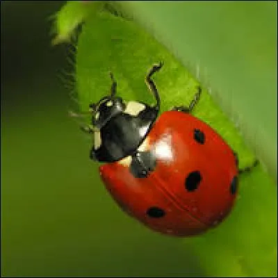 Les coccinelles sont une famille d'insectes de l'ordre des coléoptères.
