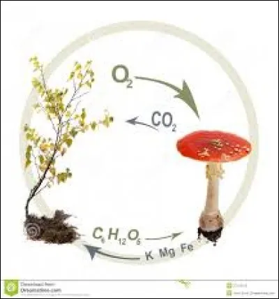 Comment appelle-t-on une association de deux êtres vivants à bénéfices réciproques ?