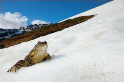 Dans quel pays les grenouilles affrontent-elles la neige pendant la saison des amours ?