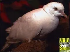 La plus vielle colombe est morte  l'ge de ....