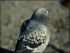 Le plus gros pigeon pesait 1.8 kg pour un tour de poitrail de ......