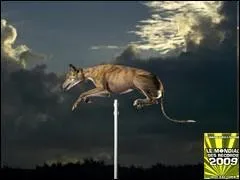 Le chien dtenant le record du monde de saut en hauteur a saut .....