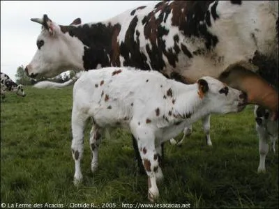 La vache ayant eu le plus de petits en une porte en a eu .....