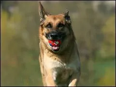 Le chien ayant fait le plus de sauts a la corde en 1 minute !