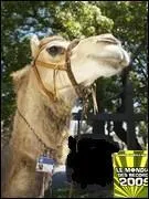 Le chameau le plus grad... c'est ce chameau.  il exerce un mtier assez particulier pour un animal et surtout un chameau ..... il est ...