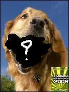 Le chien ayant mis le plus de balles de tennis dans sa bouche est un golden retriver, il en a mis ....