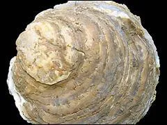 La plus grosse huitre mesurait 30.5 cm de long pour 14 cm de large avec un poids de .......... un repas de noel a elle toute seule !