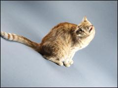 La plus longue queue appartenant à un chat domestique mesure :