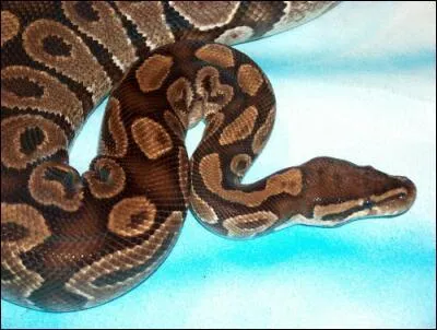 Et ce mme serpent pesait :