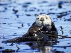 L'animal possdant la fourrure la plus dense est la loutre de mer. avec plus de .............. poils par cm2 de peau !!
