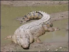 Le plus grand crocodile retrouv mesure .....