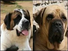 Les deux chiens les plus lourds sont le mastiff anglais et le st bernard qui peuvent peser jusqu' ....
