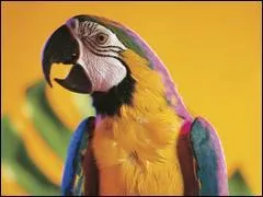 En captivit, le plus vieux perroquet a vcu jusqu' ....