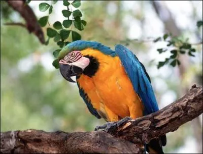 Mais en libert, les perroquets peuvent vivre jusqu' ...