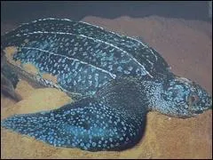 La plus grosse tortue retrouve pesait .....