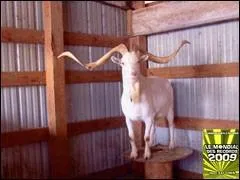 Les plus longues cornes appartenant  une chvre mesurent ....