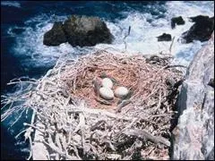 Le plus long nid de tous les temps appartient au macareux rhinocros, son nid peut mesurer jusqu' ......