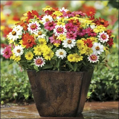 Si vous voulez réussir en douceur, que n'allez-vous pas utiliser pour attraper un certain type d'insecte ?