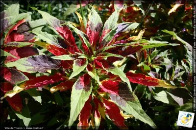 À quels insectes Donald aurait-il dû faire attention alors qu'il s'était endormi sous un arbre, près de son pique-nique ?