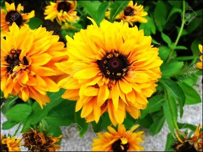 Qu'avez-vous dans l'estomac en cas de grosse fringale ?