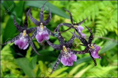 Vous paraissez un tantinet désossé et bien négligé ce matin ! Quelle est votre dégaine ?