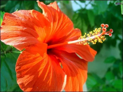 Vous vous fâchez, déjà à ce point du quiz et pour rien en plus ! Quel insecte vous pique ?