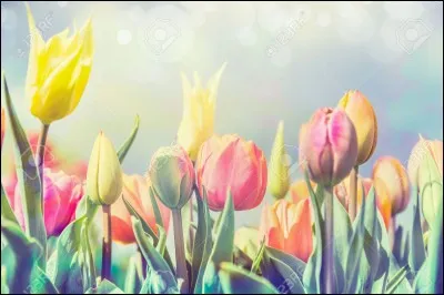 Que se passe-t-il quand on mesure le saut des puces ?