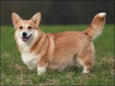 Quelle est la race du chien d'Elisabeth II ?