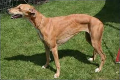 Quelle est la race du chien le plus rapide au monde ?