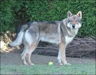 Quelle est la race de ce chien ?