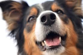Quiz Animaux