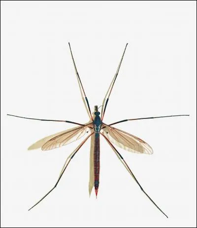 En France et en Belgique, on l'appelle souvent "cousin". Au Québec, on l'appelle "patineuse" mais quel est le nom exact de ce diptère aux allures de moustique géant ?