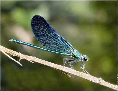 On distingue les zygoptères des libellules par leur corps plus grêle et leurs ailes généralement repliées au repos.Comment surnomme-t-on habituellement ces insectes ?