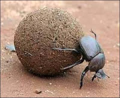 Les scarabées bousiers sont connus pour se déplacer en poussant une boule d'excréments qu'ils utilisent comme matériau de construction et comme nourriture, on peut donc dire qu'ils sont...