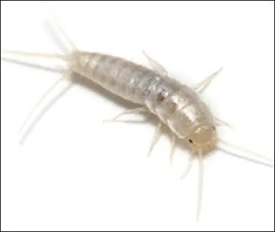 Originaire des régions tropicales, le lépisme s'est adapté à notre climat et il apprécie les locaux chauds et humides de nos habitations (cuisine et salle de bain). Quel est l'autre nom du lépisme ?