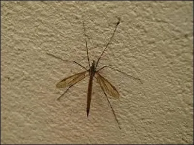 Quelle est cette bête ?