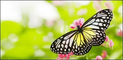 Cet insecte est magnifque. Quel est son nom ?