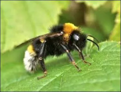 Celui-là, il est facile à retrouver les enfants, cet insecte est un(e)...